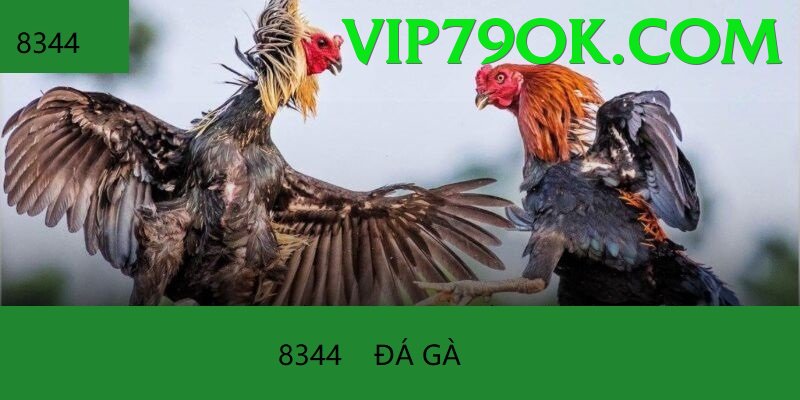 Đá Gà Trực Tiếp - Trải nghiệm tuyệt vời - Code free